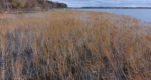 Drone flight in low altitude over reeds and shallow water under clear blue sky