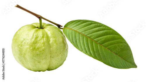 Guava fruit with leaf isolated. Png transparency
