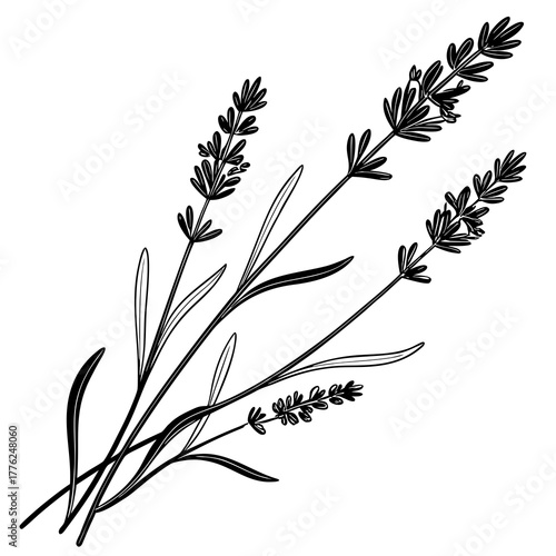 botanical vector of lavender stems