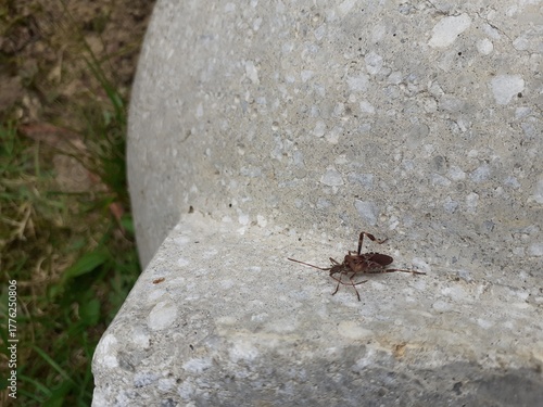 Amerikanische Kiefernwanze