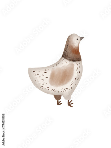 Chicken painted in watercolour style Bird for various designs Bird in transparent  background