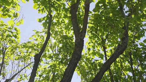 Trees Swaying Gracefully in the Wind