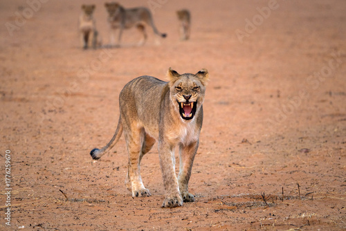 desert lion from africa namibia