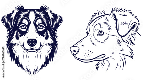 Australian Shepherd Front And Side Head Views, Black And White Outline Portrait Vector For Herding Breed Guides