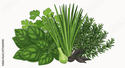 A fresh bunch of various culinary herbs including basil, chives, parsley, and thyme, isolated vector illustration