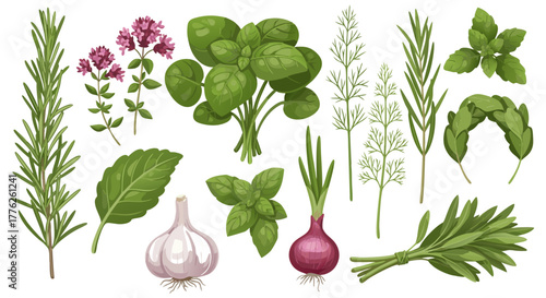 Vector illustration set of fresh culinary herbs and aromatic spices. Features basil, rosemary, garlic, oregano, and dill for cooking and seasoning
