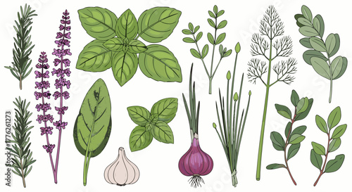 A botanical vector illustration set of fresh culinary herbs and spices for cooking, including basil, rosemary, thyme, and garlic isolated