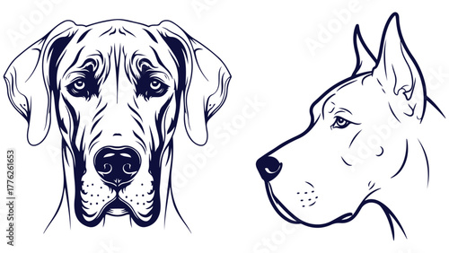 Great Dane Front And Side Head Views, Black And White Line Art Giant Breed Portrait Vector For Kennel Posters And Pet Merch