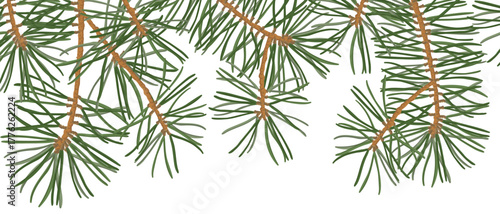 vector drawing Christmas background, pine branches with green needles , hand drawn illustration
