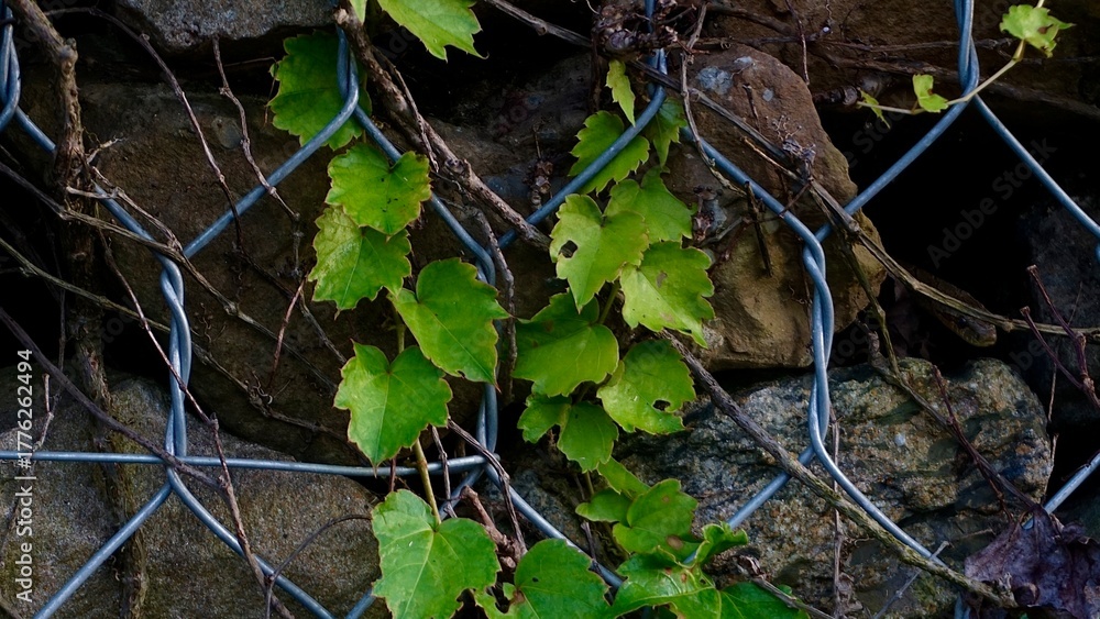 Fototapeta premium ivy on the fence, Green climbing plant with fresh leaves growing through a metal wire fence and stone wall.