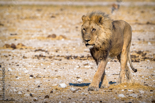 desert lion from africa namibia