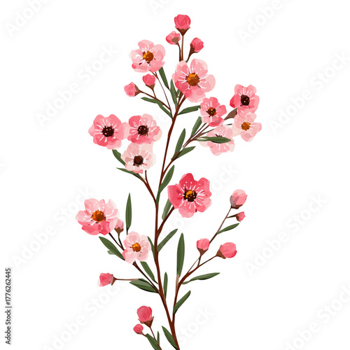 An EPS format illustration, vector, simple flat 2D icon, minimalist design, icon set, A Simple 2D vibrant waxflower bloom illustration isolated on a white background