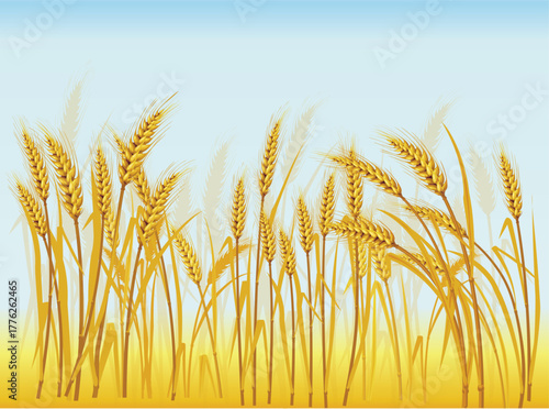 Vector wheat ears spikelets realistic with grains