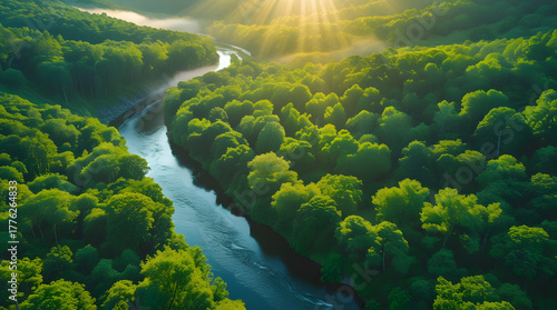 aerial view of a tropical forest