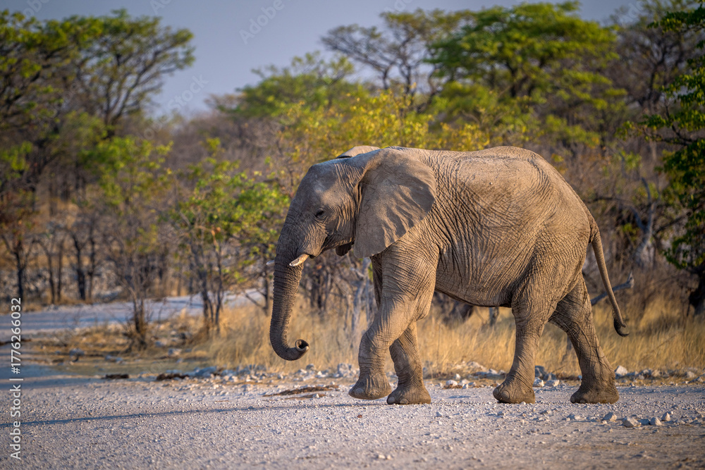 Fototapeta premium African elephant in namibia in africa