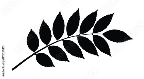 Black silhouette of a delicate fern frond with multiple leaves against a white background.
