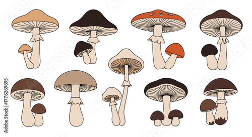 A collection of various illustrated mushrooms with different cap colors and shapes.