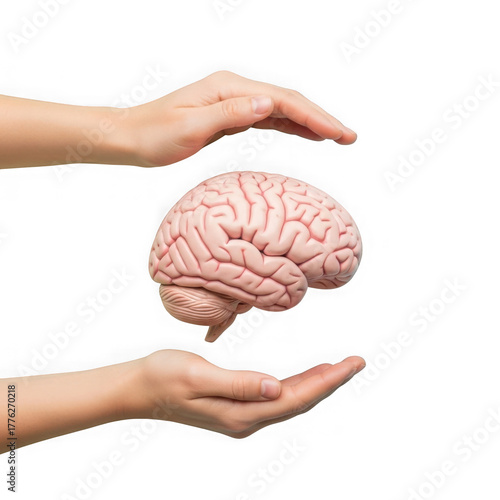 Human hands gently protecting a realistic brain isolated on transparent background