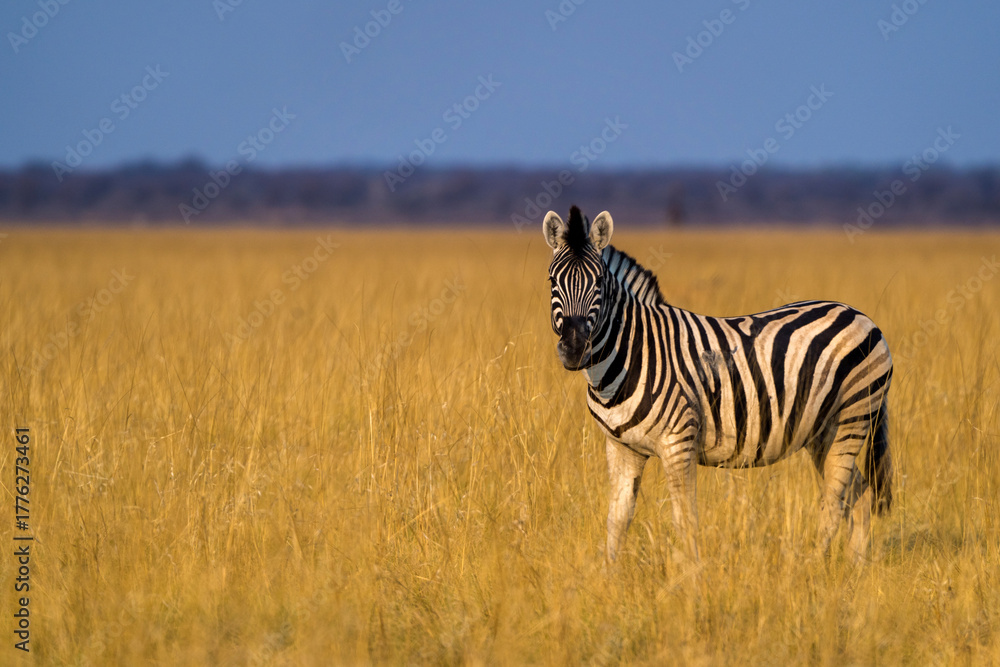 Obraz premium zebra in the savannah in africa