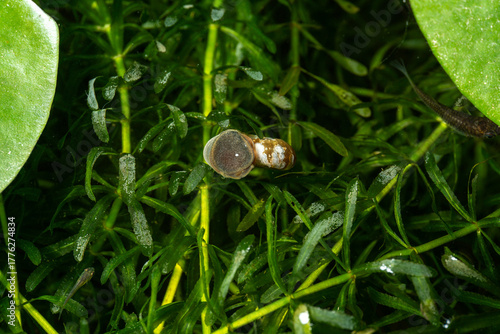 Small Pond Snails (Planorbidae) in a Lush Green Water Habitat
