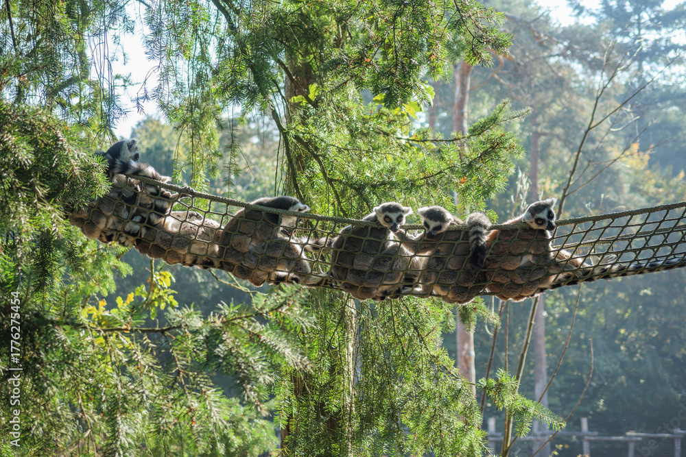 Obraz premium Lemurs resting on a netted bridge in a lush forest habitat during a sunny afternoon