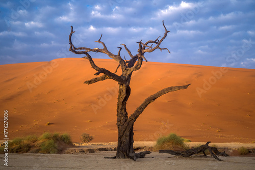 dead trees from death valley namibia