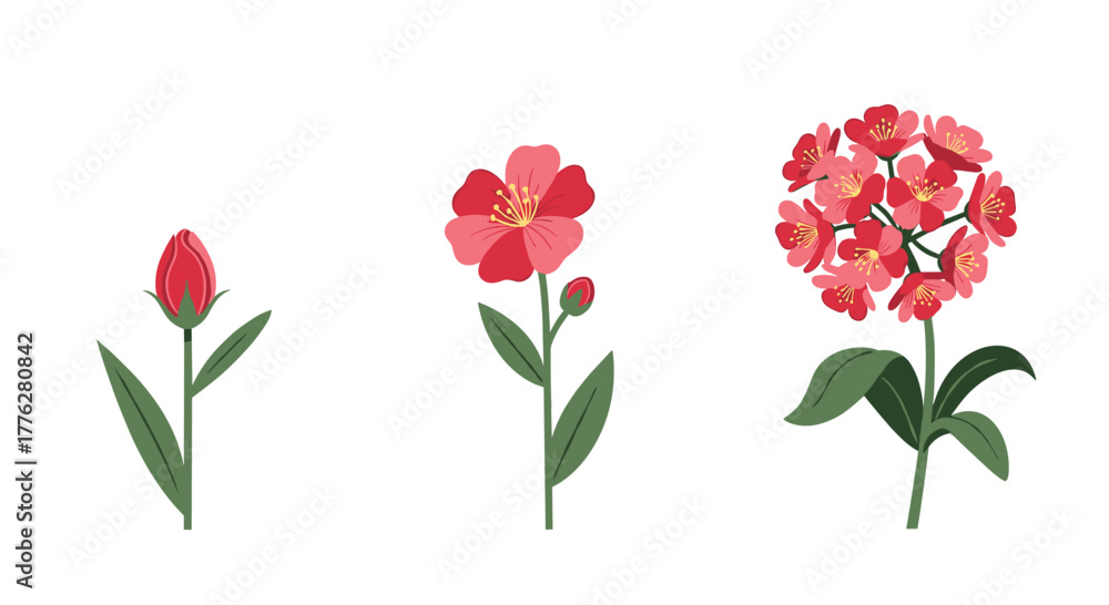 Obraz premium Illustration showing the three main stages of a red flower's life cycle, from a closed bud to a single bloom to a full cluster.