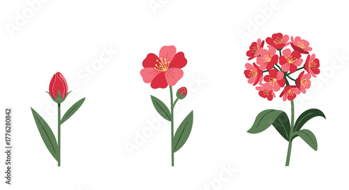 Illustration showing the three main stages of a red flower's life cycle, from a closed bud to a single bloom to a full cluster.