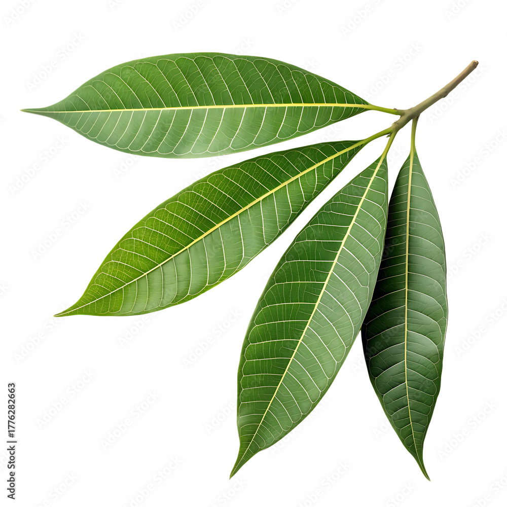 Fototapeta premium isolated on a transparent background png