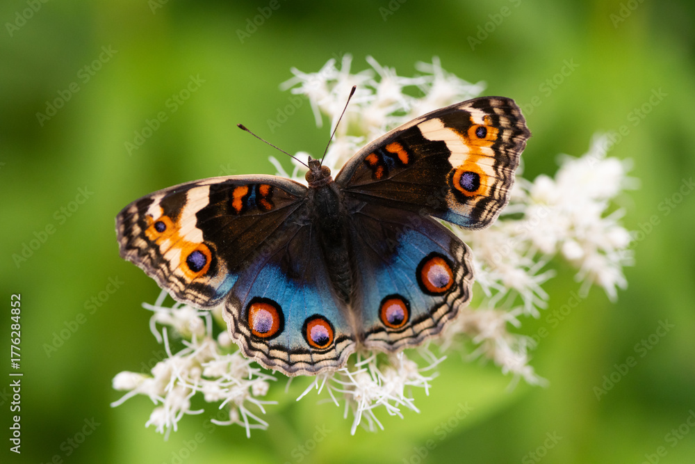 Obraz premium アオタテハモドキ