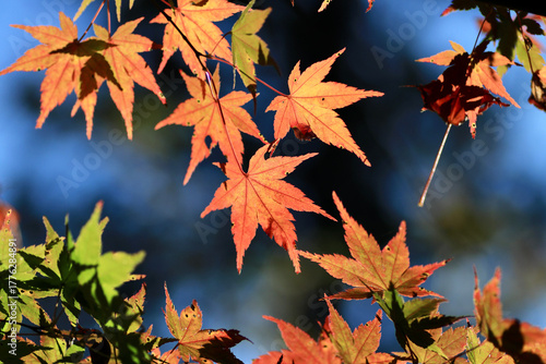Autumn Maple Leaves with Blue Sky Background