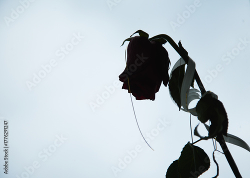 Withered rose silhouette against bright sky. The image symbolizes fading beauty, lost love, or the passage of time.