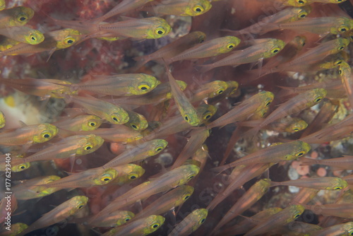 school of small fish