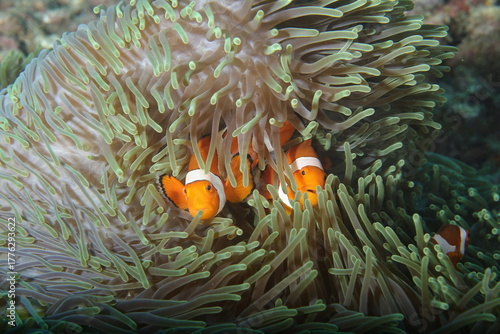 ocellaris clownfish , Amphiprion ocellaris