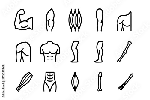 Muscle Icons Grid. Muscle structure. Line icon set of muscle structure: biceps, triceps, quadriceps, hamstring, deltoid, pectoral, calf muscle, gluteus,