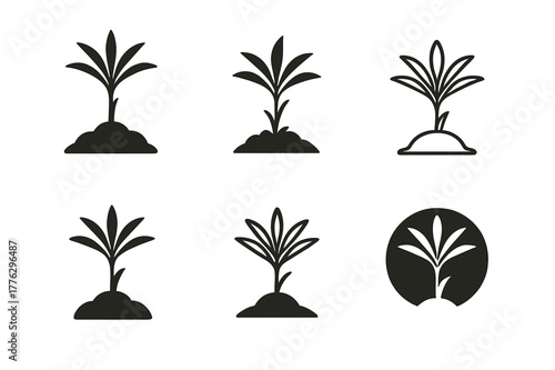 Palm Sapling Logos. Palm sapling. Set Logo of Palm sapling: young palm sprout in soil. harmonious logo variations of the same emblematic concept, each with