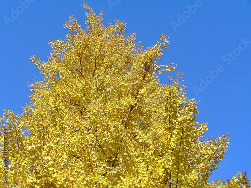 Yellow Ginkgo Tree against Clear Blue Sky