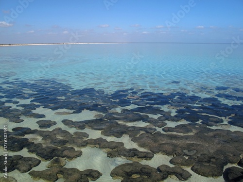 фотографія Living stromatolites in Shark Bay, Western Australia, ancient microbial reefs in turquoise water under a clear sky