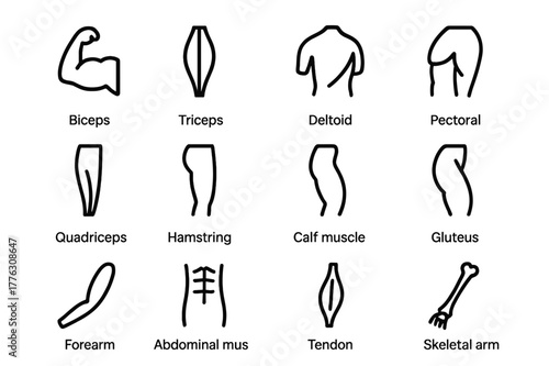 Skeletal Muscle Icon Set. Skeletal muscles. Line icon set of skeletal muscles: biceps, triceps, deltoid, pectoral, quadriceps, hamstring, calf muscle, gluteus,