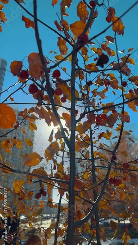 Autumn leaves on a tree, in front of the sun's rays on an autumn day. Vertical video.