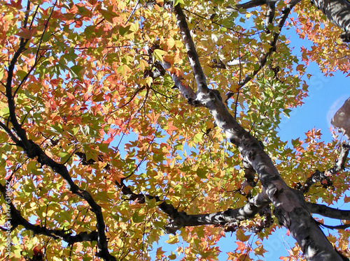 Colorful Autumn Leaves with Blue Sky Through Tree Branches