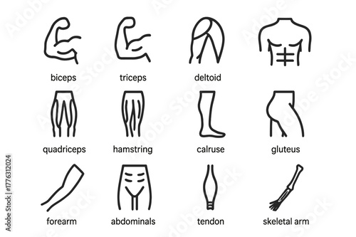 Skeletal Muscle Icons. Skeletal muscles. Line icon set of skeletal muscles: biceps, triceps, deltoid, pectoral, quadriceps, hamstring, calf muscle, gluteus,