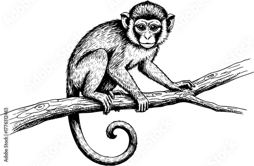 Curious Monkey Perched on Branch: This eye-catching black-and-white illustration captures a curious monkey perched on a sturdy branch, offering a timeless artistic expression.