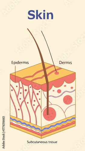 Skin anatomy diagram showing layers including epidermis and dermis  