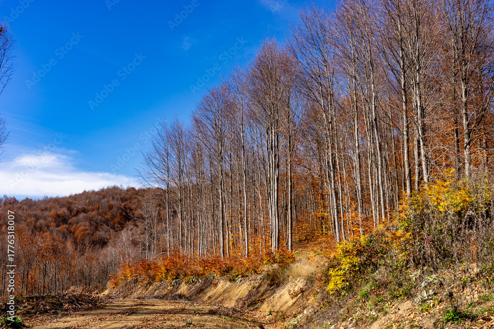 Fototapeta premium Autumn Forest Path Covered with Fallen Leaves