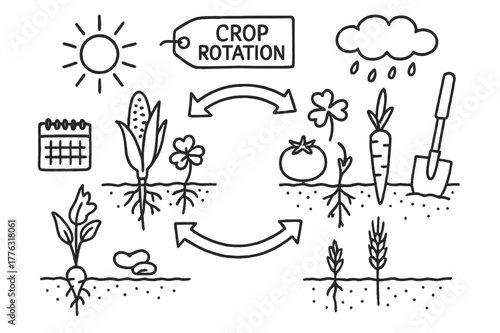 Crop Rotation Diagram. Crop rotation. Hand-drawn doodle illustration Crop rotation corn, beans, wheat, clover, carrot, tomato, calendar, arrows, cycle diagram,