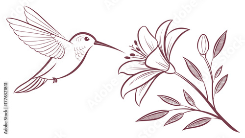 Elegant hummingbird flying to a beautiful lily, a symbol of nature's beauty and delicate grace, perfect for refined designs and peaceful themes