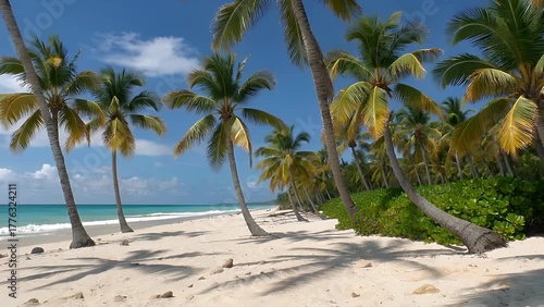 picturesque coastal area with a sandy shore and tall palm trees located on a barrier