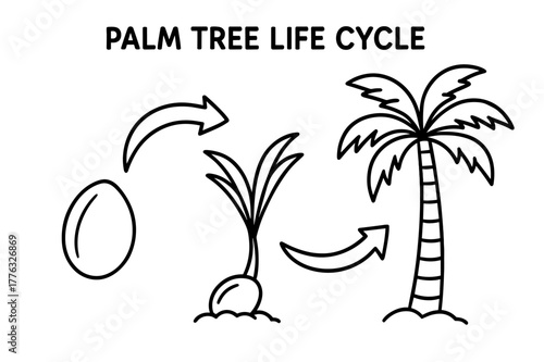 Palm Tree Growth Stages. Palm tree life cycle children?s coloring book illustration, outlined drawing, three simple stages showing a seed, sprout,