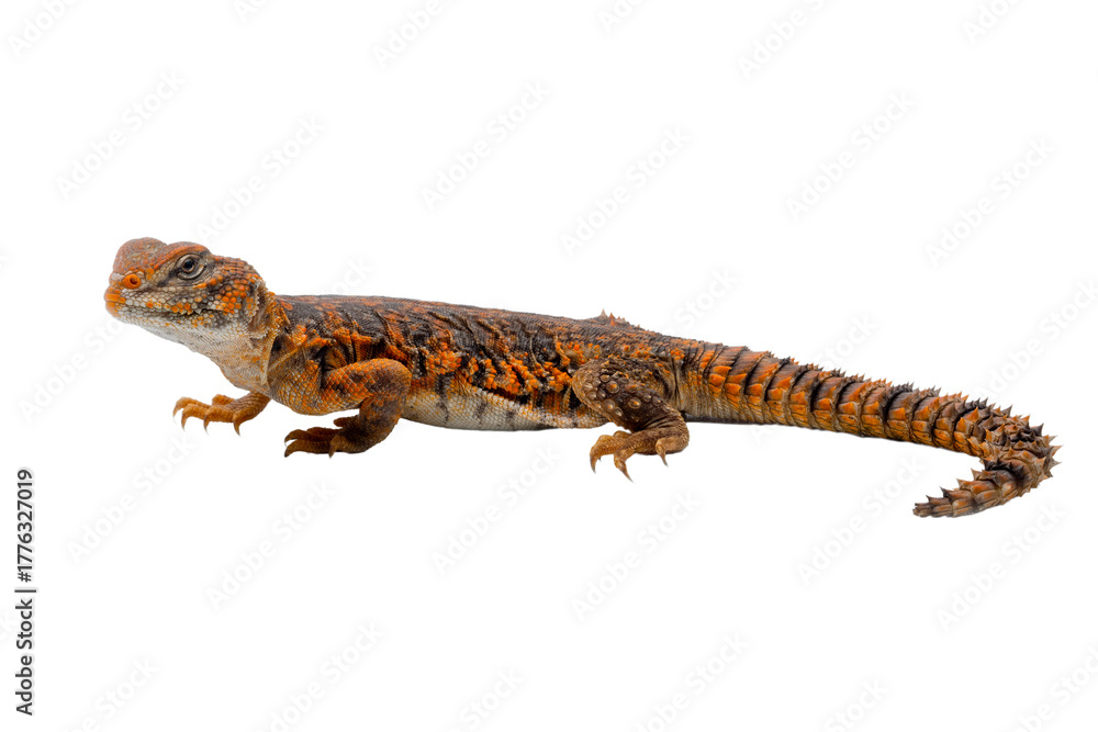 Naklejka premium Saharan spiny-tailed lizard (Uromastyx geyri) is endemic to North Africa.